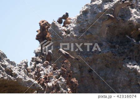 岩礁上で休息するクロアジサシ 42316074