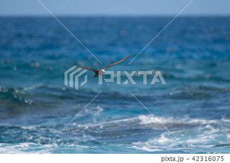 海上を飛翔するクロアジサシ08 海上を飛翔するクロアジサシ08 42316075