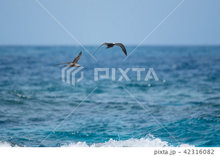 海上を飛翔するクロアジサシ10 42316082