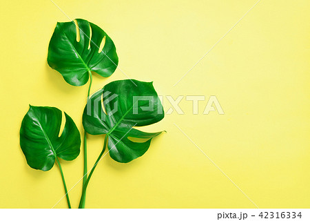 Green monstera leaves on yellow background with 42316334