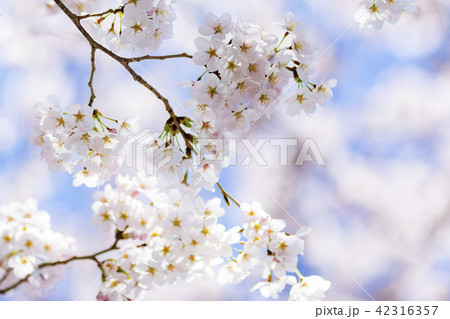桜 さくら 桜 さくら 42316357
