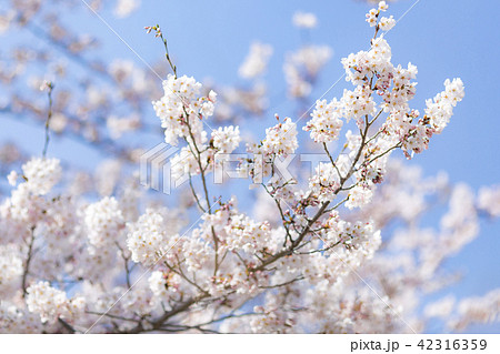 桜 さくら 42316359