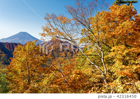 道志・二十六夜山付近の紅葉と富士山 42316450