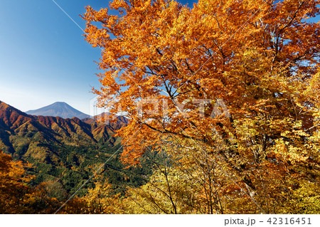 道志・二十六夜山付近の紅葉と富士山 道志・二十六夜山付近の紅葉と富士山 42316451