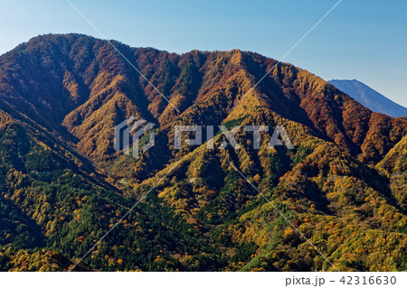 道志・今倉山中腹から見る紅葉の御正体山と富士山 道志・今倉山中腹から見る紅葉の御正体山と富士山 42316630