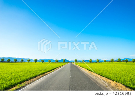 銀杏並木と田んぼ 42316992