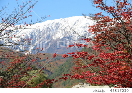白馬岳と紅葉　紅葉と白馬岳　松川河原ふれあいの杜公園 42317030