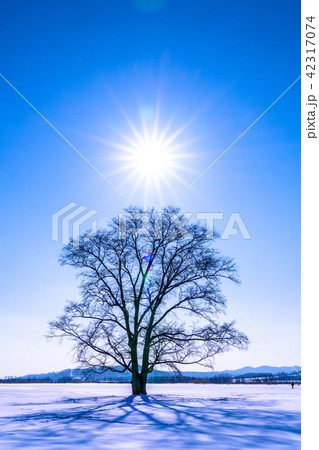 《北海道》ハルニレの木・豊頃町《冬》 42317074
