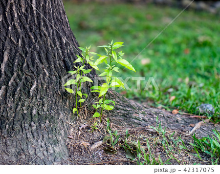 Close up of little plant glowing up in forest. 42317075