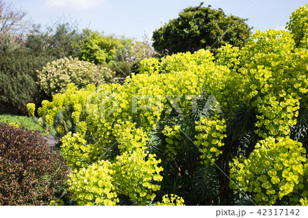 英国の公園 42317142