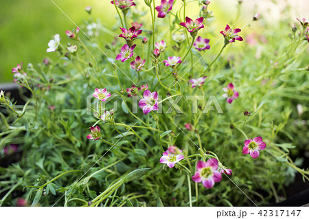 英国庭の草花 42317147