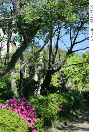 神戸・須磨浦公園の小道 神戸・須磨浦公園の小道 42317310