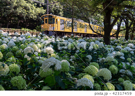 西武鉄道と北山公園の紫陽花1 西武鉄道と北山公園の紫陽花1 42317459
