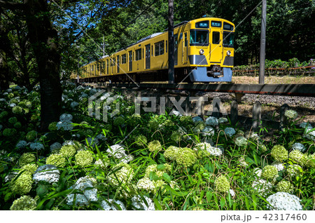 西武鉄道と北山公園の紫陽花2 42317460