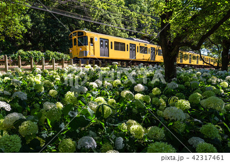 西武鉄道と北山公園の紫陽花3 42317461