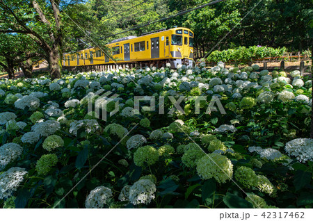 西武鉄道と北山公園の紫陽花4 42317462