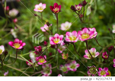 英国庭の草花の写真素材