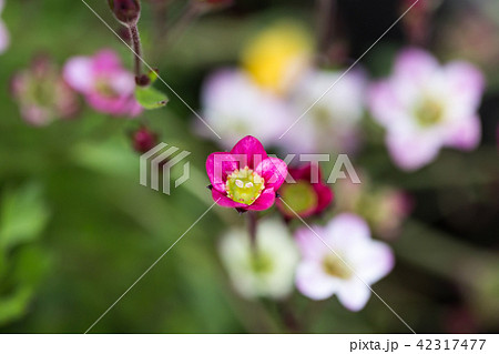 英国庭の草花 42317477