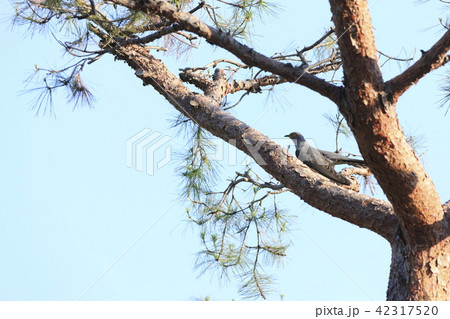 カッコウ カッコウ 42317520