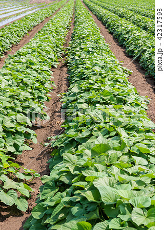 さつまいも畑の写真素材