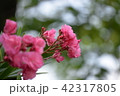 キョウチクトウ_赤い花 42317805