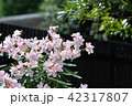 キョウチクトウ_白い花 42317807