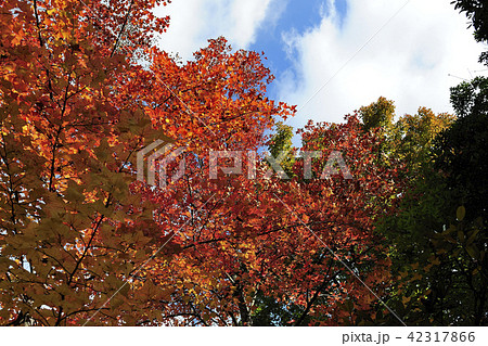 紅葉、黄葉、モミジバフー@鴨谷野球場、鴨谷公園、堺市、大阪府 紅葉、黄葉、モミジバフー@鴨谷野球場、鴨谷公園、堺市、大阪府 42317866