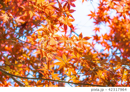 もみじの紅葉 もみじの紅葉 42317964