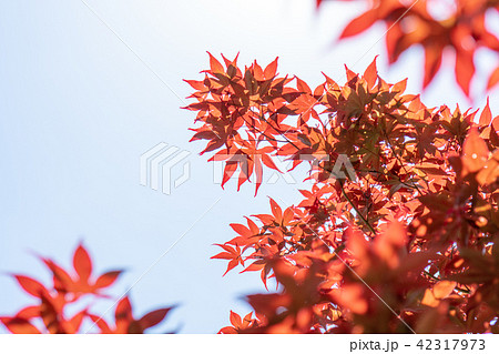 もみじの紅葉 もみじの紅葉 42317973