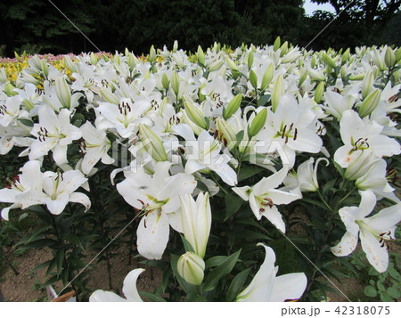 宮城県栗原市　一迫ゆり園 42318075