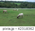 牧場風景 42318362
