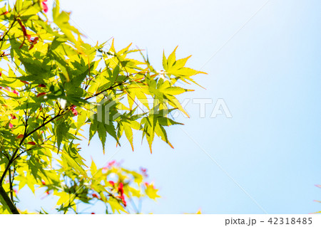 モミジ　新緑 42318485