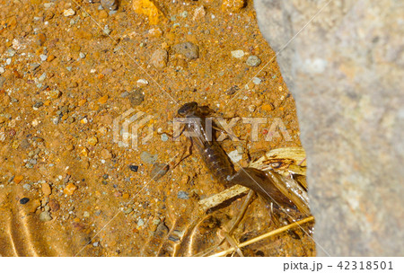 ヤゴ 水蠆 トンボ 幼虫 42318501