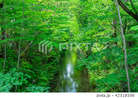 東京　福生　玉川上水（新堀橋より） 42318506