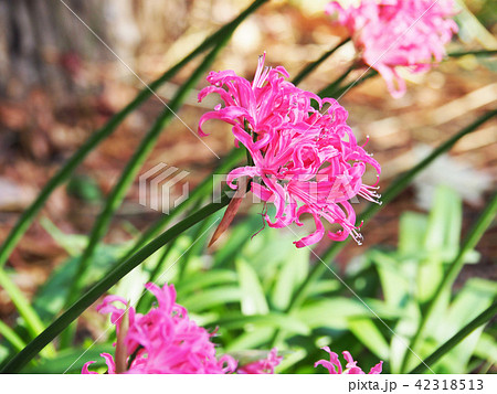 ピンクのネリネ 42318513