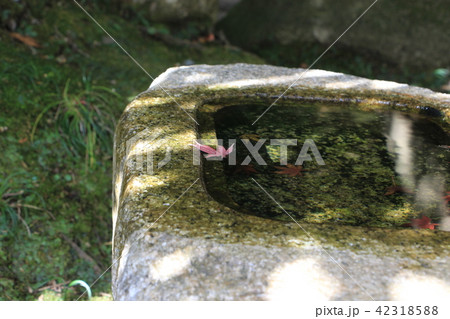 秋の鎌倉 竹林報国寺 秋の鎌倉 竹林報国寺 42318588