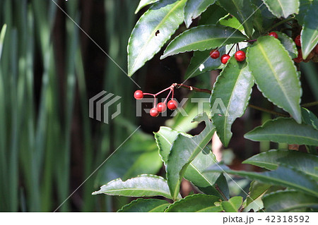 秋の鎌倉　竹林報国寺 42318592