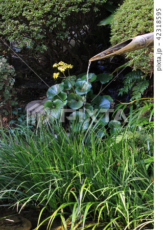 秋の鎌倉　竹林報国寺 42318595