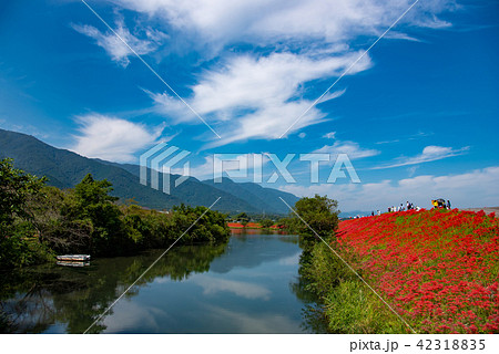 満開の彼岸花　河岸の曼珠沙華　散策する人々 42318835