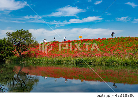 満開の彼岸花 河岸の曼珠沙華 散策する人々 満開の彼岸花 河岸の曼珠沙華 散策する人々 42318886