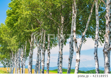 北海道》美瑛・白樺並木の写真素材 [42318955] - PIXTA