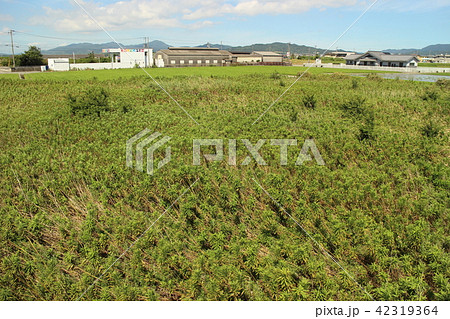 休耕田、遊休農地 42319364