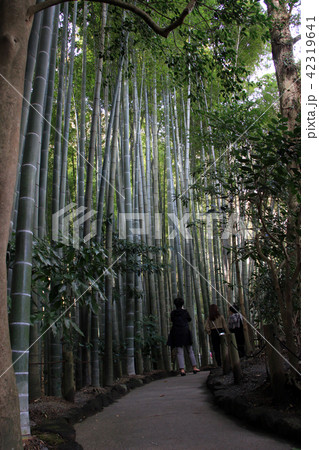 秋の鎌倉 竹林報国寺 秋の鎌倉 竹林報国寺 42319641