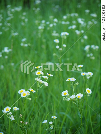 ヒメジョオンの咲く野原 42320382