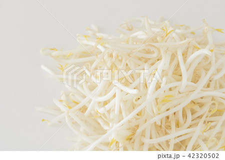 たくさんのもやし 42320502