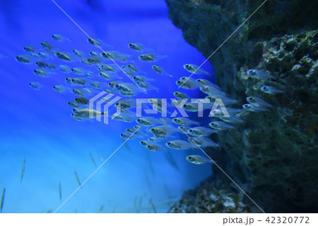 ウスモモテンジクダイ ウスモモテンジクダイ 42320772