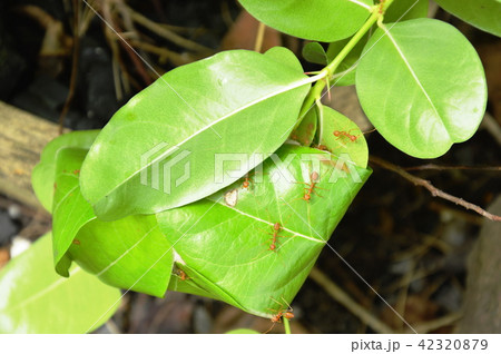 red ant protect and climbing on nest leaf  42320879