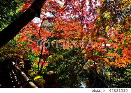 色鮮やかな深大寺の紅葉 色鮮やかな深大寺の紅葉 42321530