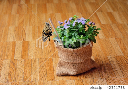 ナミアゲハの羽化(蛹ポケット使用。羽を乾かしているところ) ナミアゲハの羽化(蛹ポケット使用。羽を乾かしているところ) 42321738