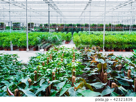 Inside commercial plastic greenhouse  42321836